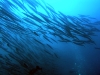 epv 0185.jpg Banc de barracudas, Sphyraena idiastes à El Arrecife