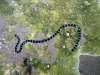 img 2966.jpg Serpent marin Laticauda colubrina à South Bay, Norcondam