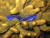 img 2971.jpg Poissons- chirurgiens  bleus  juvéniles, Paracanthus hepatus à South Bay, Norcondam