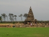 img 3397.jpg Mahabalipuram, the Shore temple