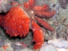 p 3260097.jpg Crabe Etisus splendidus ou Carpilius convexus à North east little Torres, îles Mergui (Birmanie)