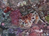 p 3260106.jpg Crabe Carpilius maculatus à North east little Torres, îles Mergui (Birmanie)