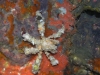 p 3290425.jpg Crabe décorateur Camposcia retusa à Western rocky, îles Mergui  (Birmanie