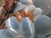 dsc 0011.jpg Crabe orang-outang Achaeus japonicus à Mag reef, baie de Kampana