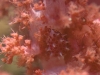 dsc 0118.jpg Escargot de mer Diminovula  aurantiomacula ou stigma dans un alcyonnaire à Batu tetek II, Togians