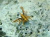 dsc 0246.jpg Crabe Allogalathea elegans à Flesko