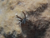 dsc 0949.jpg Crabe Allogalathea elegans à Kololio, Una una island
