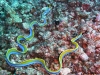 p 1000030.jpg Anguille ruban Rhinomuraena quaesita à Kololio, Una una island