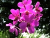 epv 0050.jpg Ferme des orchidées à Moalbal (Cebu)