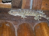 epv 0098.jpg Gecko au Sumisid Lodge à Moalbal (Cebu)