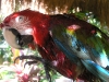 epv 0165.jpg Le perroquet du Coco Grove Beach Resort à Siquijor