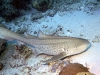 dsc 0036.jpg Requin-zèbre Stegosoma fasciatum à Laamu, Maabaidhoo Atoll