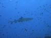 dsc 0045.jpg Requin gris de récif Carcharhinus amblyrhynchos à Fotteyo, Vaaru Atoll