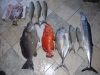 dsc 0223.jpg La halle au poisson de Malé