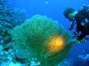 epv 0374.jpg Shoan explore une gorgone à Vaadhoo sur l'atoll Gaafu Dhaalu