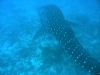 epv 0419.jpg A la recherche du requin baleine dans l'atoll Ari sud