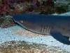 epv 0027.jpg Trieanodon Obesus  ou requin corail au  Boiler à San Benedicto