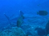 epv 0034.jpg Pointe blanche du récif ou Carcharinus Albimarginatus à Punta Tosca, Socorro