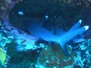 epv 0073.jpg Requins corail Trieanodon Obesus à Roca Partida