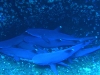 epv 0080.jpg Requins corail Trieanodon Obesus à Roca Partida