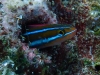  img 0261.jpg Blennie à rayures bleues Plagiotremus rhinorhynchos à Mandolin, Bunaken island
