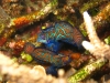 img 0385.jpg Poisson-mandarin Synchiropus splendidus à Mandarin fish, Lembeh