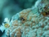 dsc 0061.jpg Petit crabe hermitte de corail Paguritta gracilipes 
