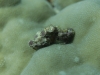 dsc 0074.jpg Petit crabe de corail non déterminé à Barney's reef, Vitu islands à Barney's reef, Vitu islands