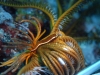 dsc 0281.jpg Poisson-crampon des crinoïdes Discotrema crinophila à  à Norman's knob, Father's reef