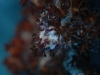 dsc 0476.jpg Petit crabe commensal Hoplophrys oatesii à Bellinda's reef, Father's reef