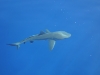 dsc 2393.jpg Requins gris de récif en surface