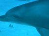 epv 0280.jpg Grand dauphin Tursiop à Shaab El Erg, Egypte