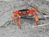 dsc_7043 Crabe touloulou Gecarcinus lateralis sur le chemin vers Cap Macré
