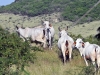 dsc 7190.jpg Vaches brahman dans les prairies autour de la D9 vers les Salines