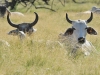 dsc 7659.jpg Troupeau de vaches brahman dans les prairies le long de la D9 vers les Salines