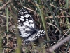 dsc 2367.jpg Papillon demi-deuil Melanargia galathea dans la plaine de Caceres