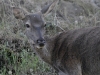 dsc 3144.jpg Biche Cervus elaphus dans le parc national de Monfragüe
