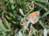 dsc 0538.jpg Papillon Procris Coenonympha pamphilus au lac de Sanaturi