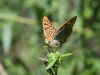 dsc 0715.jpg Papillon tabac d'Espagne Argynis paphia sur le sentier des monts Macin