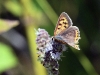 dsc 0723.jpg Papillon cuivré commun Lycaena phlaes sur le sentier des monts Macin