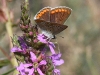 dsc 0724.jpg Papillon azuré commun Polyommatus icarus sur le sentier des monts Macin