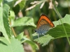 dsc 0725.jpg Papillon cuivré écarlate Lycaena hippothoe sur le sentier des monts Macin