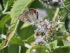 dsc 0801.jpg Papillon azuré commun Polyommatus icarus sur le sentier des monts Macin