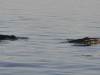 dsc 4118.jpg Whale watching à Husavik (baleines à bosse)