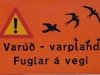 dsc 9579.jpg Panneau avertissant de la présence d'oiseaux sur les routes islandaises