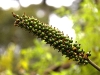 born 6593.jpg Fruits dans le parc national de Lore Lindu à Palu, Sulawesi central