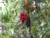 born 6619.jpg Fruits à Salulemo dans le parc national de Lore Lindu à Palu au Sulawesi central