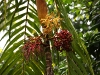 born 6648.jpg Fruits à Salulemo dans le parc national de Lore Lindu à Palu au Sulawesi central