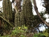 born 6752.jpg Fruits à Kaduvvaa dans le parc national de Lore Lindu à Palu au Sulawesi central