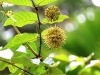 ch8a 2100.jpg Fruits dans le parc national d'Aketajawe Lolobota à Halmahera aux Moluques